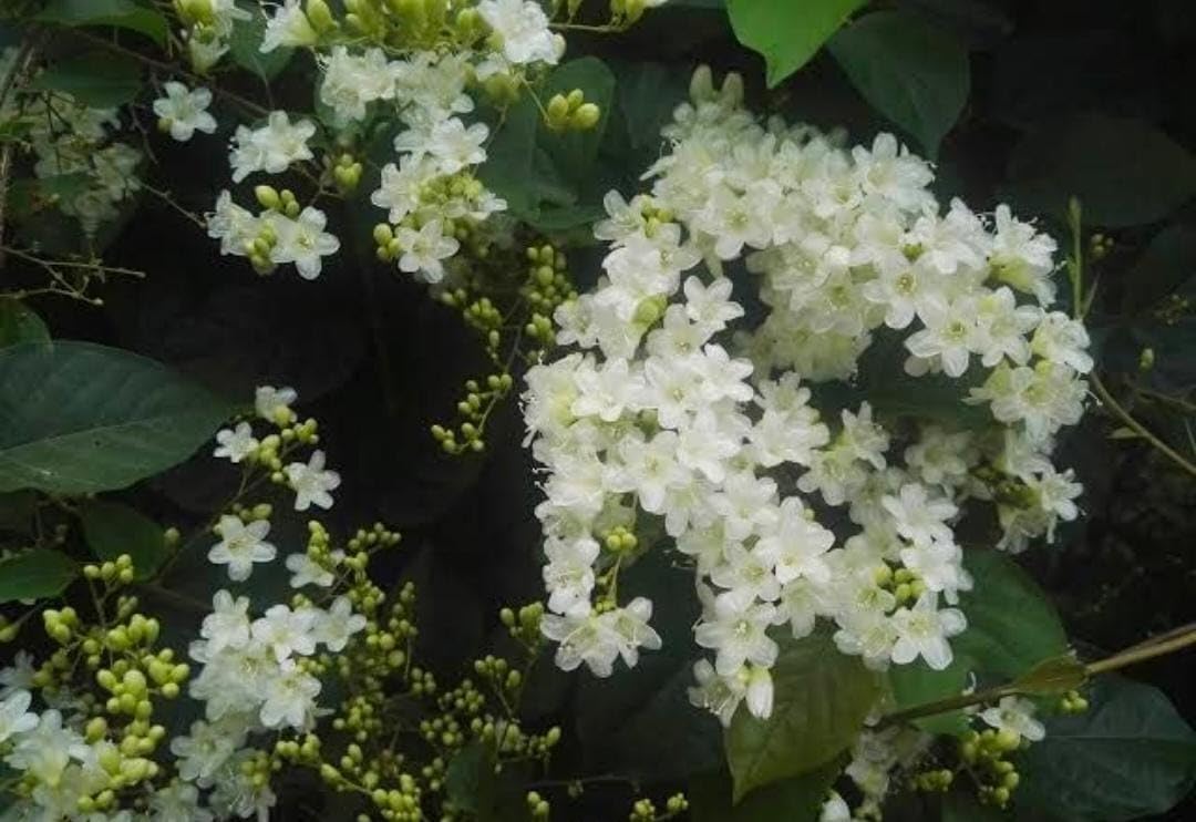 Bridal Bouquet Flowering Creeper-Climbing Plant | Clematis Vine | Clematis Terniflora Exotic Fragrant Paniculata Sweet Aut... - Review, Price and Buying Guide
