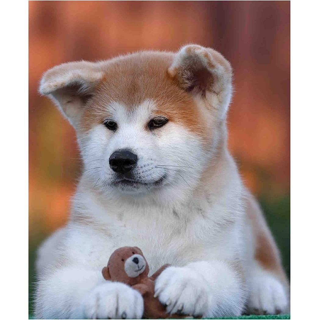 YSCOLOR Diamond Painting 5D Akita Inu Cane - Kit Fai Da Te Con Tela 30x40cm, Diamanti Rotondi, Strass, Adatto Per Adulti E Ragazzi