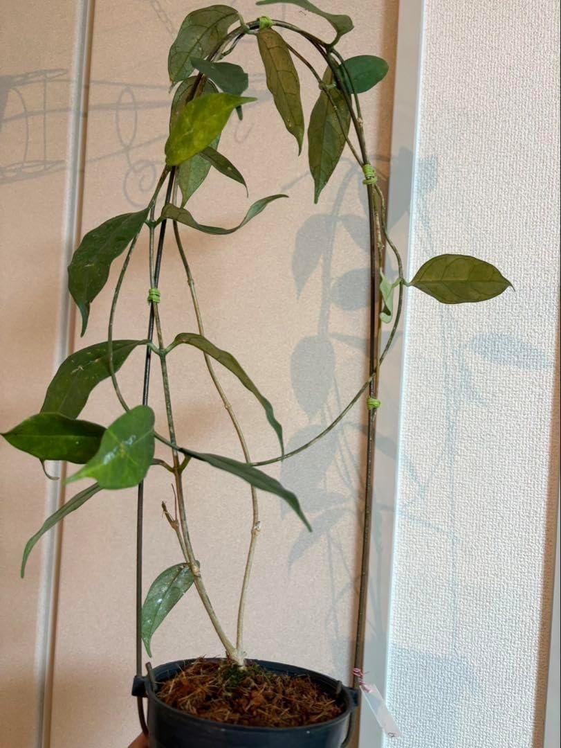 Hoya danumensis ssp Amarii