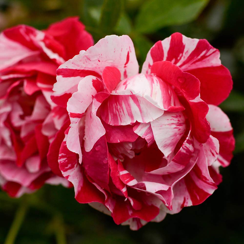 Amazon.com : Heirloom Roses Rose Plant - Stars 'n' Stripes