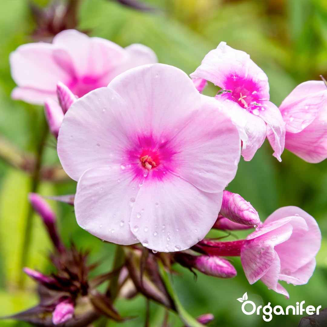 Phlox Nawóz Organiczny Do Kwiatów - 3x1L - NPK 2-1-8 | Zdrowe Liście - Silne Korzenie I Wysoka Plonność - Organifer
