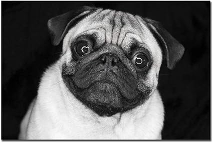Amazon Co Jp Kdsmfaかわいい動物のパグポスター白黒壁画リビングルーム装飾 40x60cmフレームなし ホーム キッチン