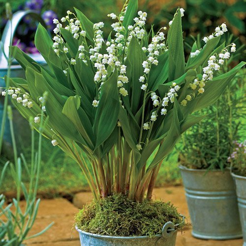 Amazon.com : 15 Giant Bordeaux Lily of the Valley pips/plants by