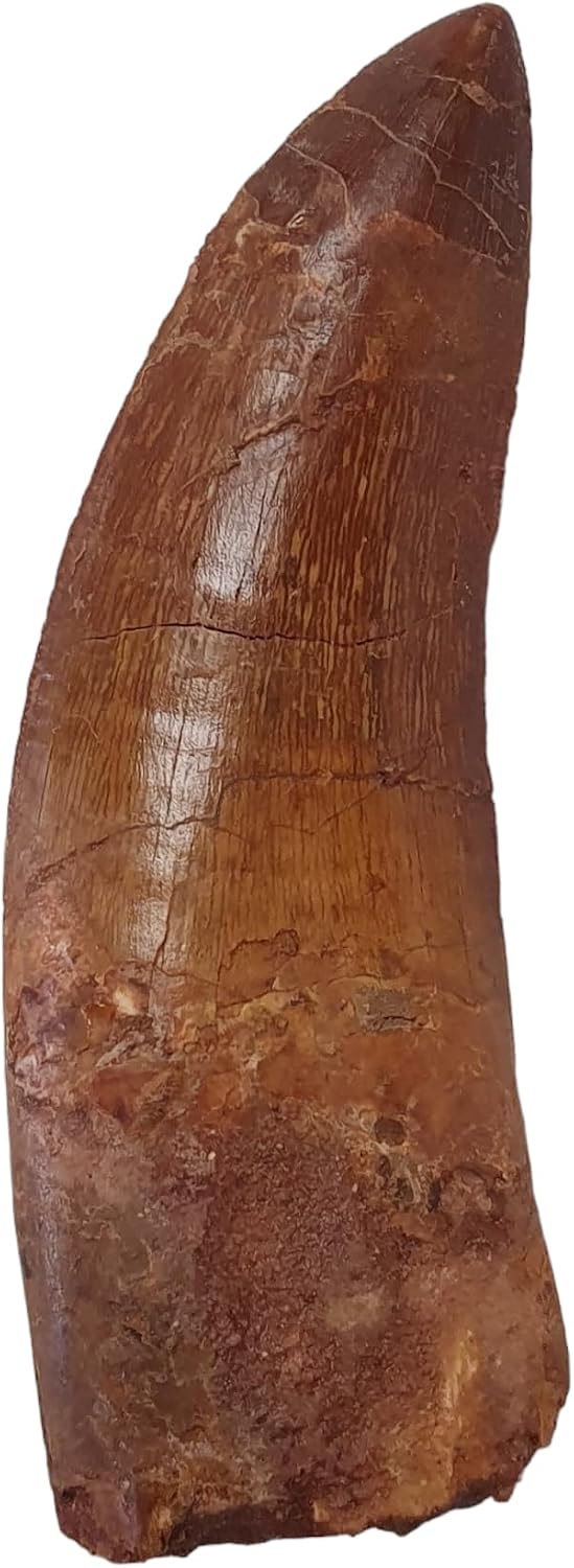 Carcharodontosaurus saharicus (Tooth) African Trex Dinosaur Fossil Fossils DCOO10
