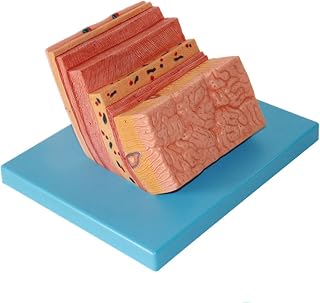 Model of The Human Stomach Wall - Model of gastric Wall Enlargement Model of Digestive System - PVC Material Anatomical Model of The stomachuseful SaiFei