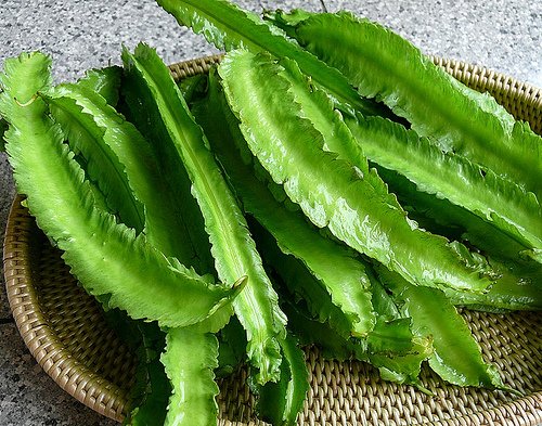 50 Asian Heirloom Winged Bean Seed by Stonysoil Seed Company .dau rang