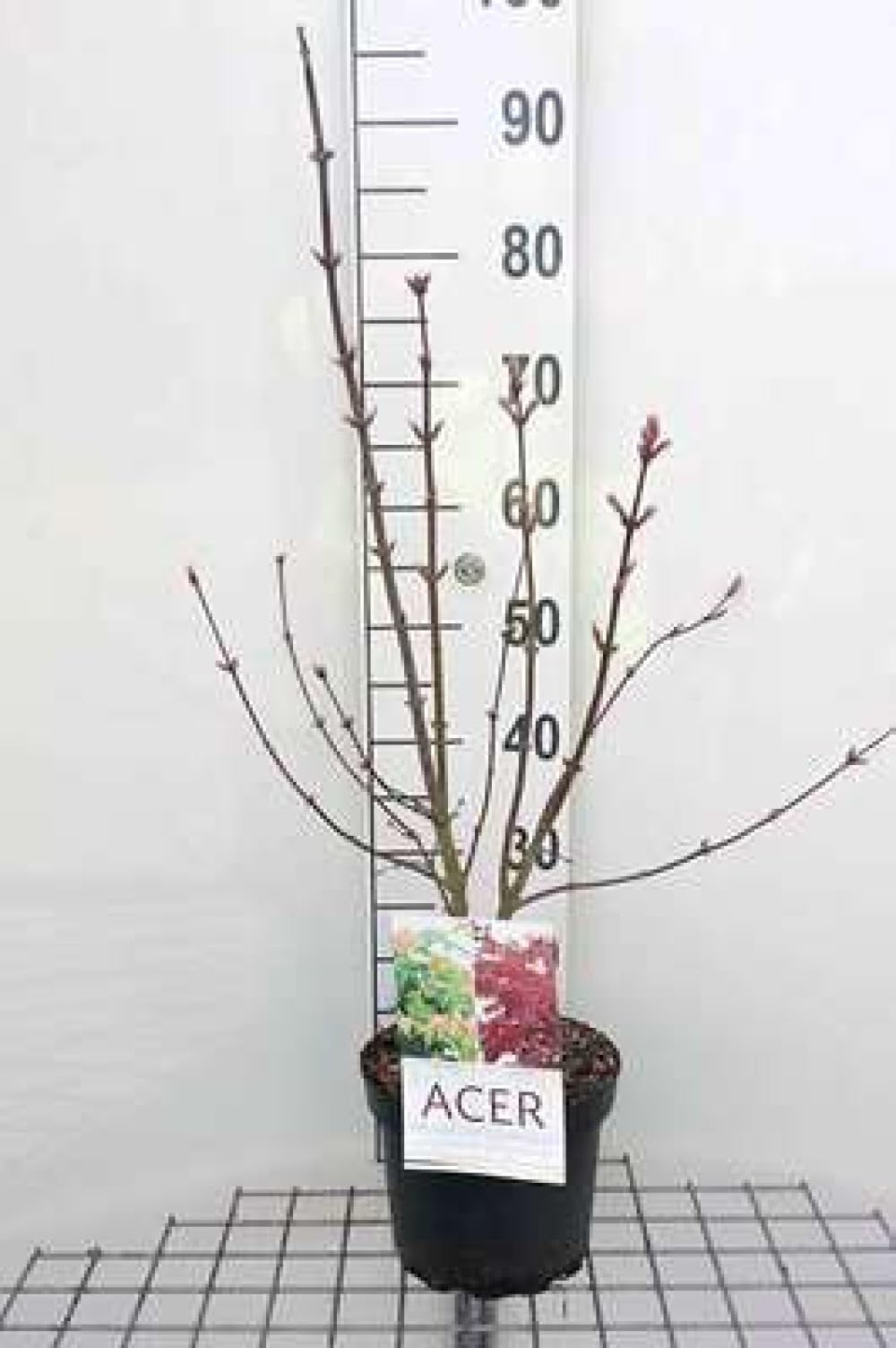 Acer palm. 'Osakazuki' - Erable Du Japon,Érable Palmé Osakazuki' 50-60 cm en pot