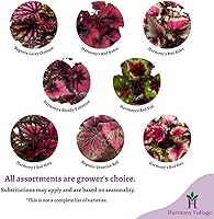 Vista 3 de BubbleBlooms Harmony's Red Begonia Rex Series, rojo y verde holográfico, planta interior de 4 pulgadas Grower's Choice