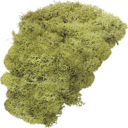 Musgo Islandés Natural De KnorrPrandell – 50 G Para Decoración Y Manualidades