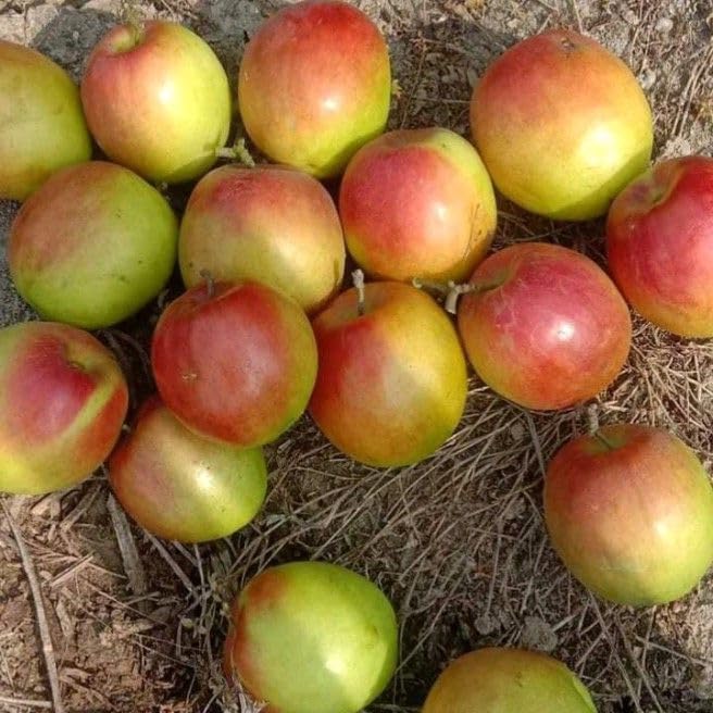 Green Horizon MISS INDIA ZIZIPHUS MAURITIANA,INDIAN JUJUBI, INDIAN PLUM