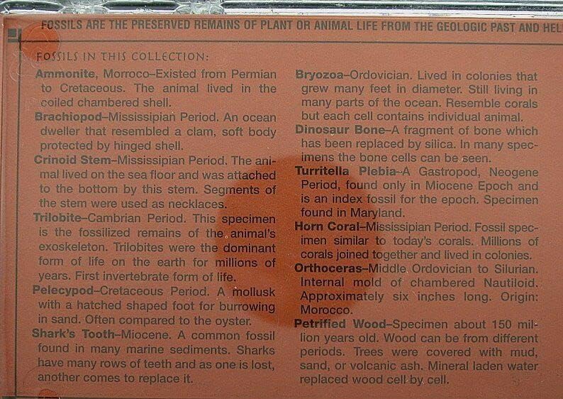 Natural Fossil Collection of The World in The Plastic Presentation Case FS1