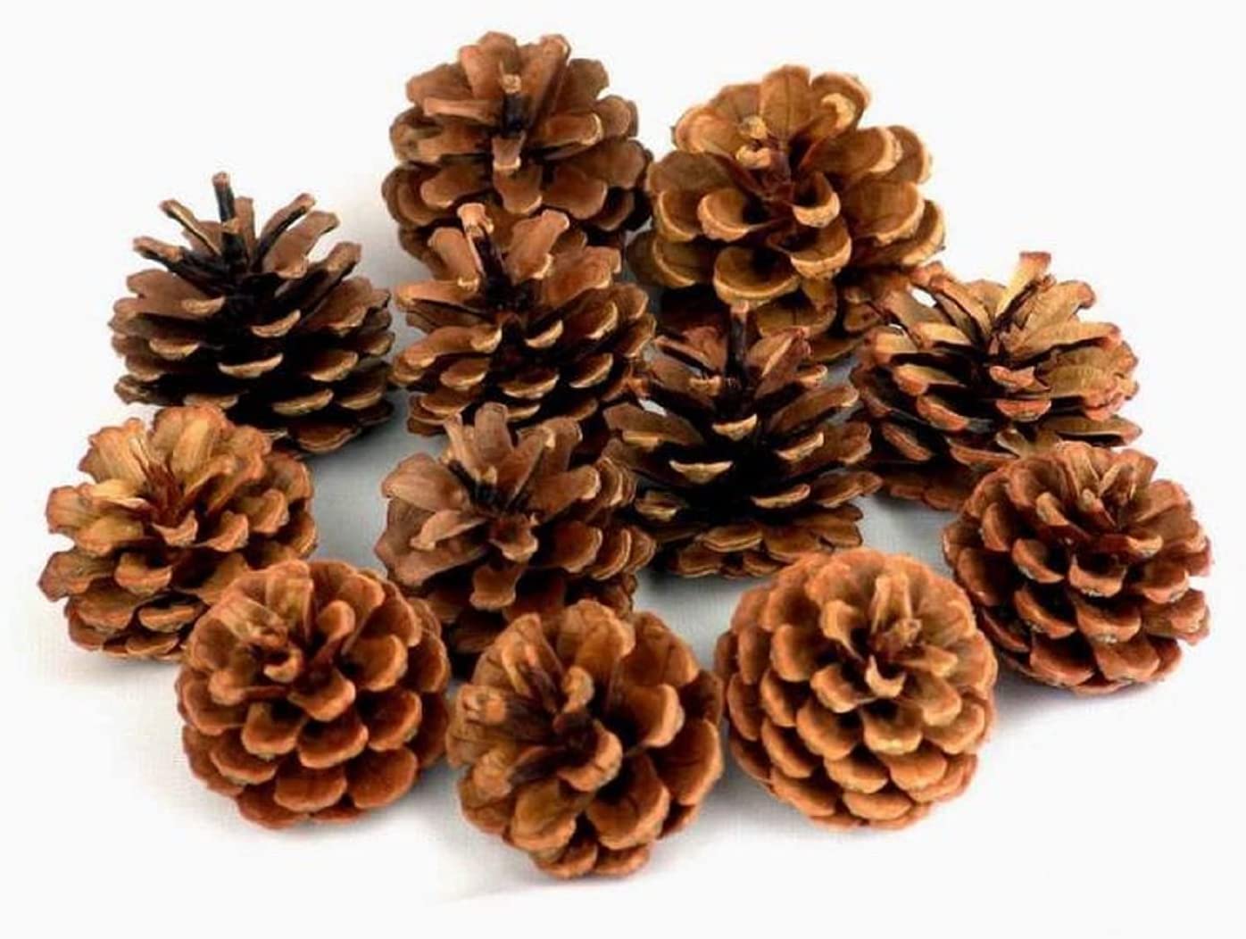 53ARTS Pine Cones Pack of 10 (Brown - 5-6 Cms) Natural for Decorative/Gifting Items-image-36