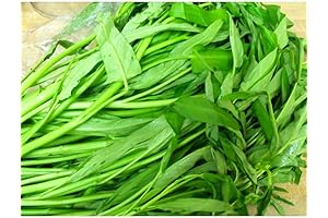 Havipro Heat Treatment of Vegetables - Havipro Heat Treatment of Fresh Vegetables...