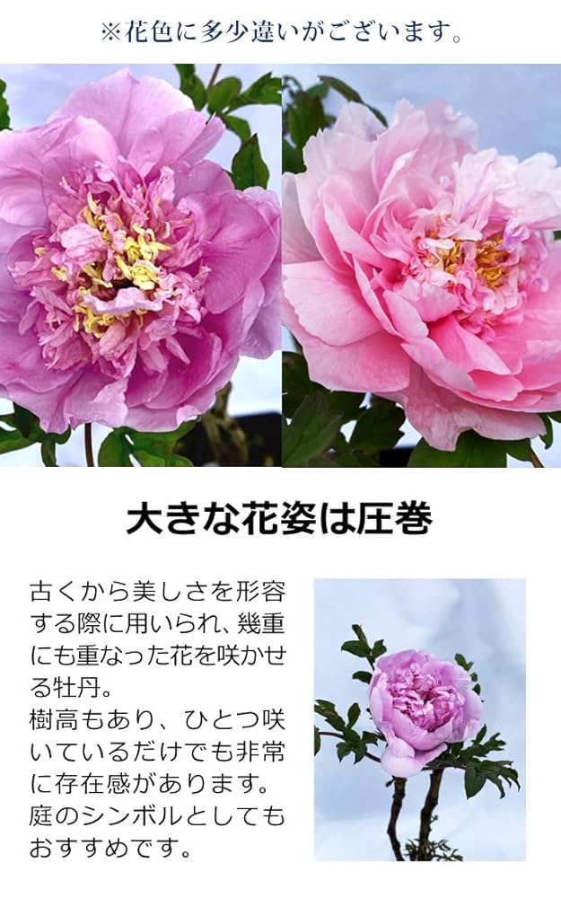 ぼたん出品 ハクボタン 抜き苗 多肉植物 白牡丹 シロボタン - メルカリ