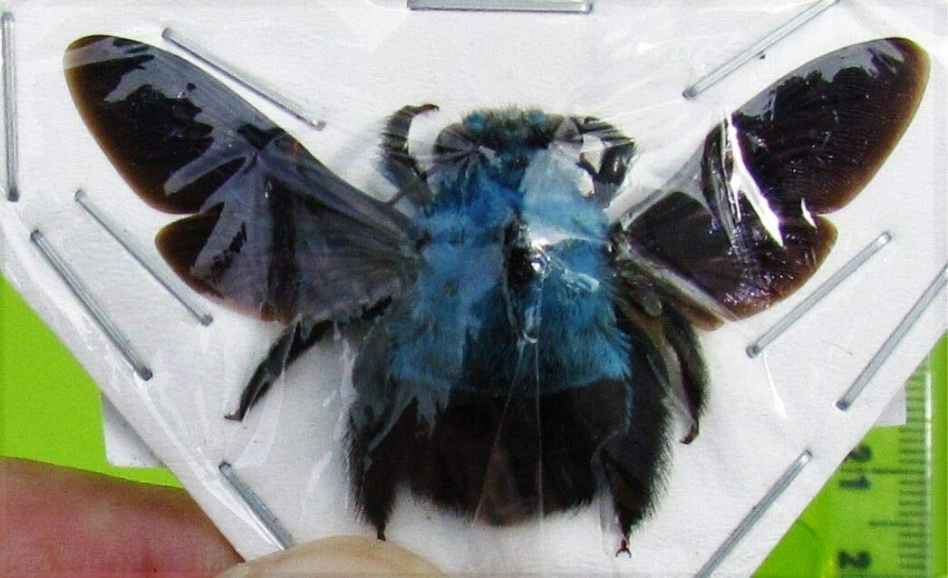 Entomology Taxidermy Blue Carpenter Bee Xylocopa Caerulea Female Collectible Insect Taxidermy