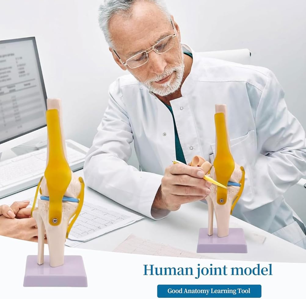 Zestaw 6 sztuk modeli anatomicznych stawów człowieka w naturalnej wielkości: bark, łokieć, biodro, kolano, ręka i stopa z więzadłami do zajęć edukacyjnych i demonstracji