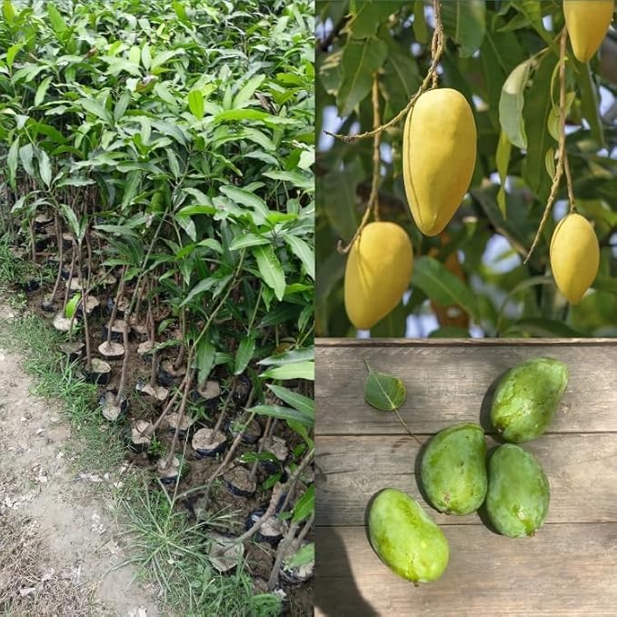 Image of Live Malgoa (Mulgoba) Mango Plant | desi fruit Variety Ideal for Home Garden & Farm Planting