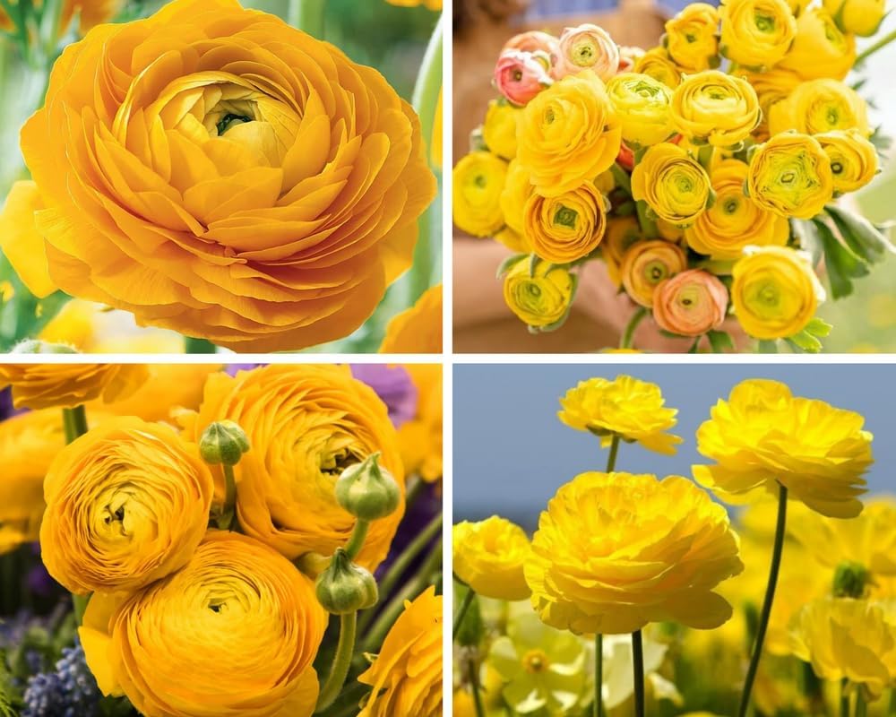 Ranunculus Bulbs for Planting, 25 Mix Ranunculus Bulbs for Fall Planting, French Peony Ranunculus Corms Bulk Ranunculus Flowers Buttercups
