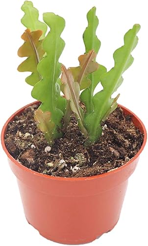 Miniatura 13 de Cactus Zig Zag - 4" de California Tropicals