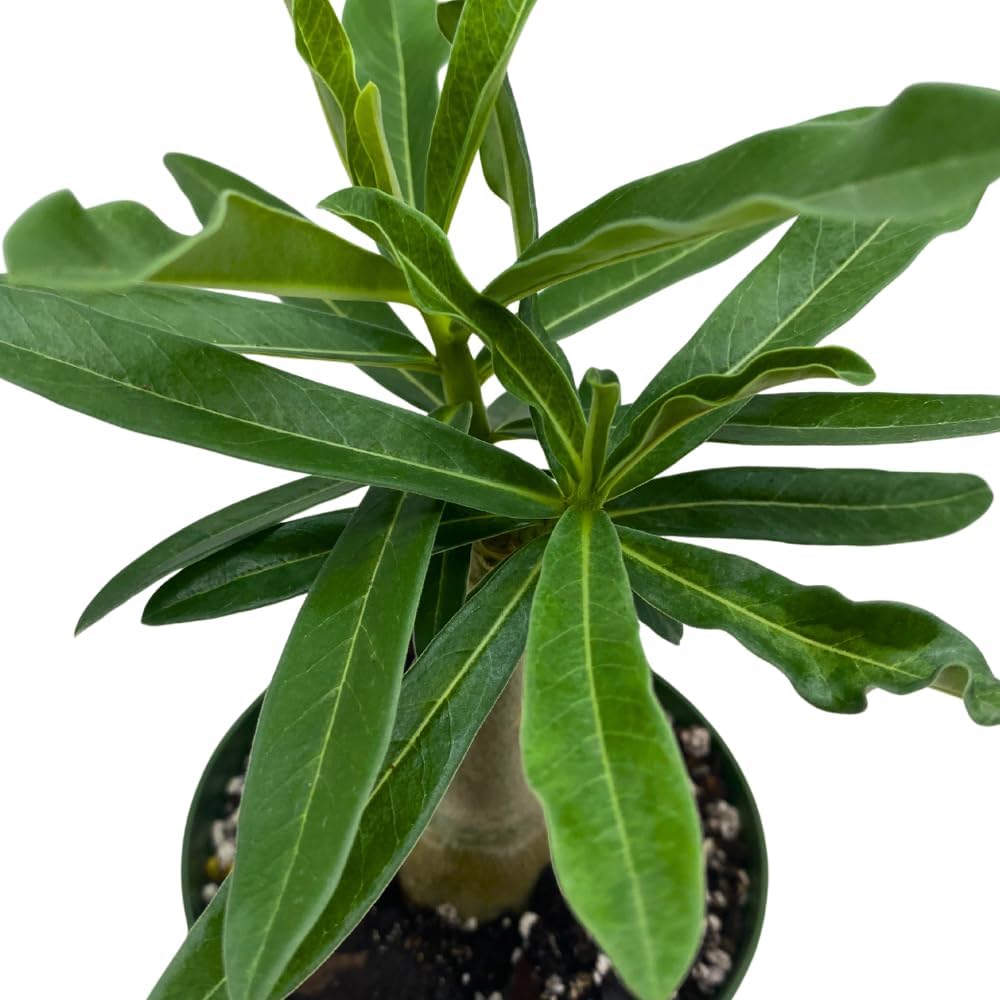 BubbleBlooms Desert Rose Pink Peony in a 4 inch Pot Extremely Rare Flower