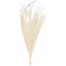 Uniquewise 28 Real Dried Floral Decorative Bouquet Natural Melaleuca Bracteata Grass Preserved Flowers for Elegant Home Decor Wedding Centerpieces Party Arrangements & Fresh Display Accents, White