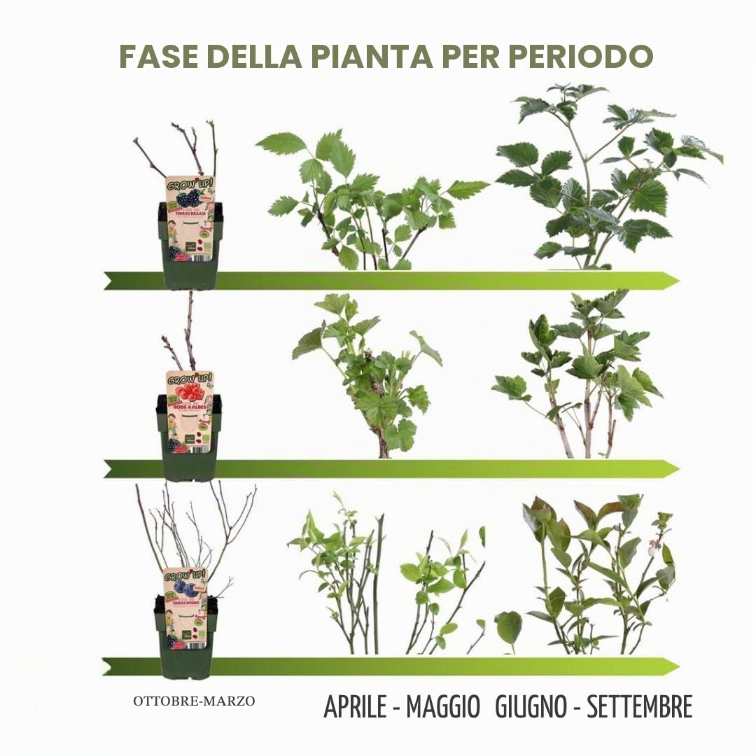 Plants by Frank | 3 piante di mirtillo | piante di mirtillo | Piante da frutto biologiche al 100% | mirtilli | piante da giardino resistenti all'inverno