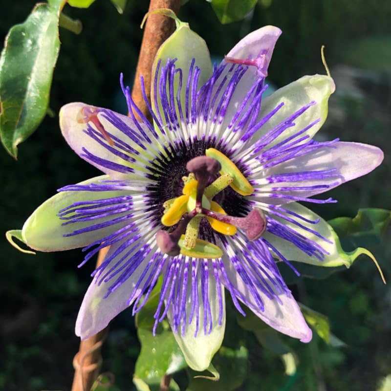 3 Mixed Passion Flower Plants Live, 5 to 8 Inch Tall Passiflora Vine, Fragrant Climbing Plant for Garden or Trellis, No Pot, Well-Rooted