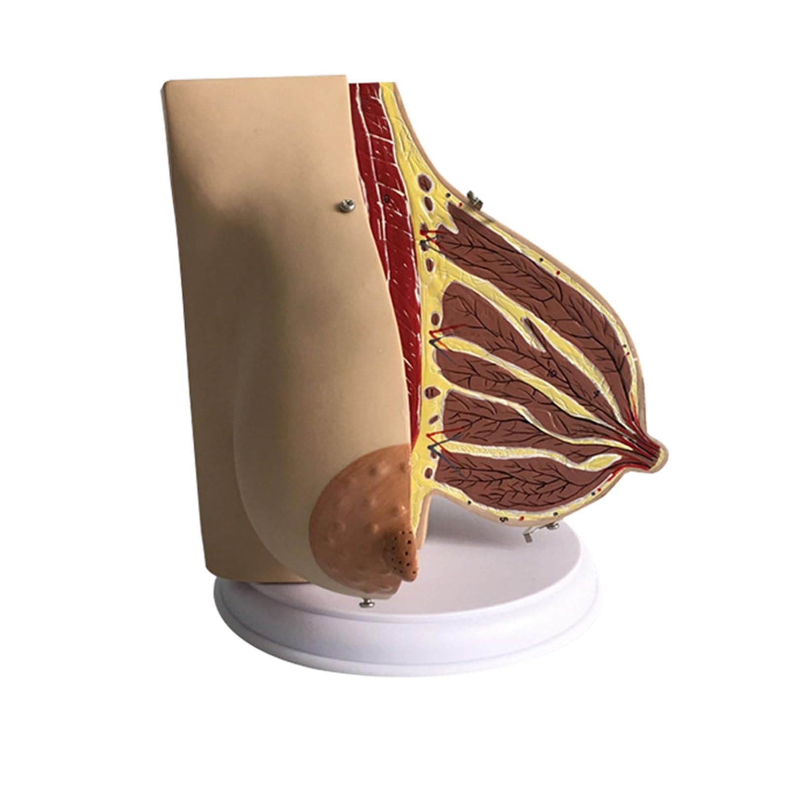Herramienta de suministros y equipos aprendizaje anatomía lactancia anatómica femenina
