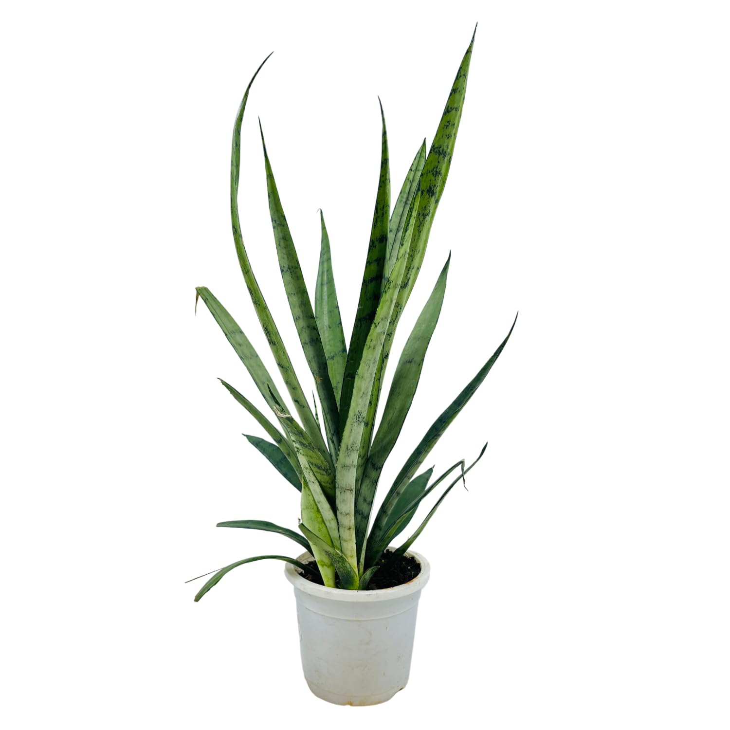 Hug A Plant | Sansevieria Silver Princess/Snake Plant (Sansevieria trifasciata)- Live Plant in 12cm Pot (Home & Garden)-image-25