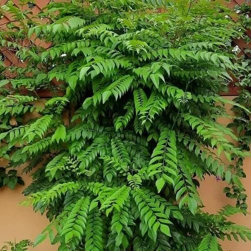 New Fresh 80pcs Curry Leaf Plant Seeds