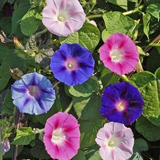 Ipomoea purpurea, 'Tall Mix' (Morning Glory, Mixed Colors) Flower Seeds, Showy, Colorful Flowers, Highly Attractive to Pollinators, Seeds by MySeeds.Co, You Choose The Amount (1 oz)