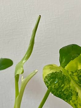 フィロデンドロン　ヴァイオリン　斑入り Philodendron bipennifolium variegated - Etsy 日本