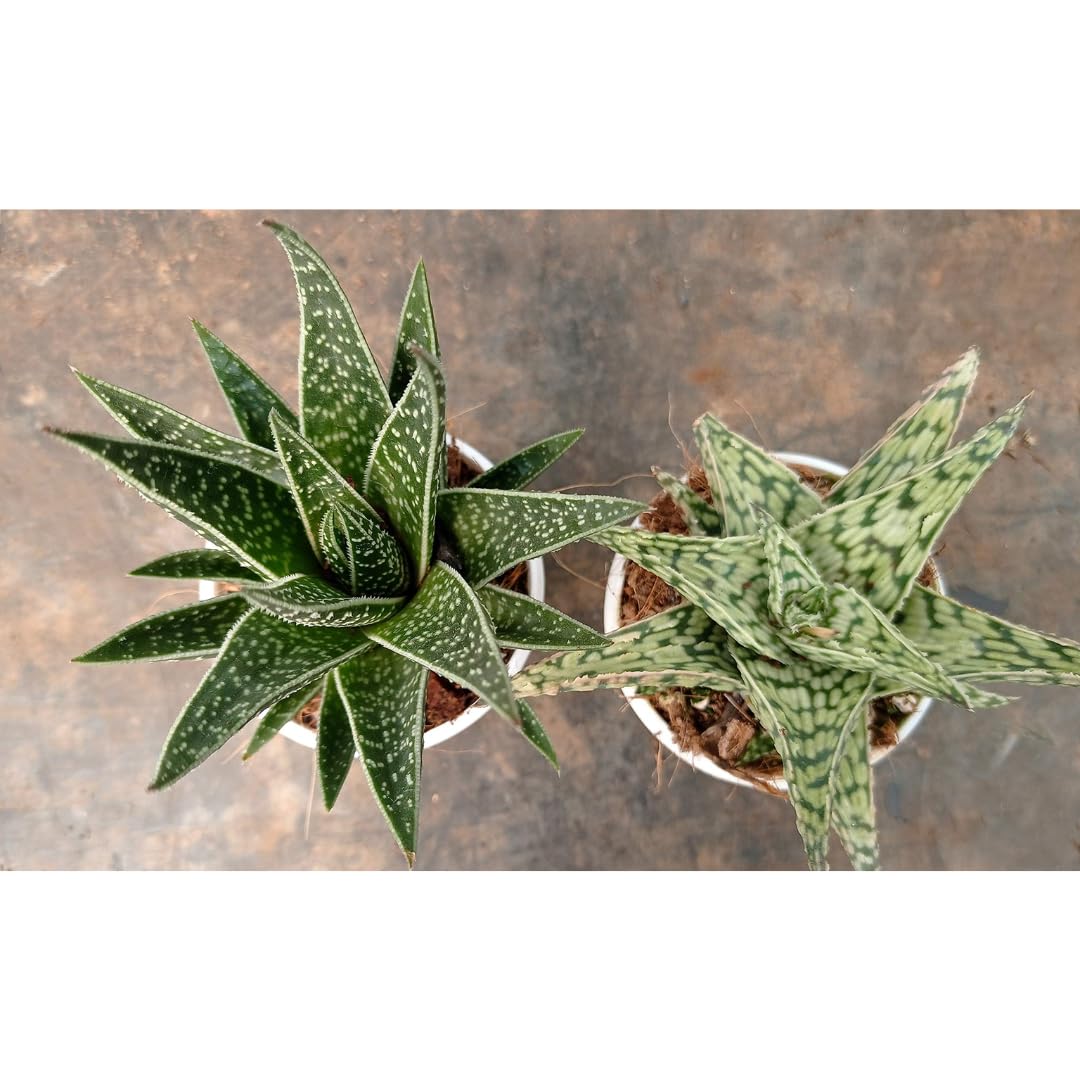 CAPPL Live Exotic Succulents Plants (2 Succulent Plants) Plastic Pot Included (B08LD3LXPS) Amazon Price History, Amazon Price Tracker