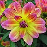 Votaniki Pacific Ocean Dahlia Roots- Beautiful Flowering Dahlia Bulbs - Long Period Blooming Dahlia Roots - Easy to Grow (1 Pack)