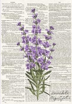 Lavender Plant Dictionary Artwork Notebook : Lavandula Angustifolia Themed 7 X 10 Inch Ruled Notebook