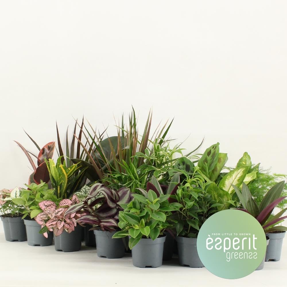 Mix di Piante Verdi per Decorazione, Verde, Set da 24 Pezzi, Ø8.5x10 cm