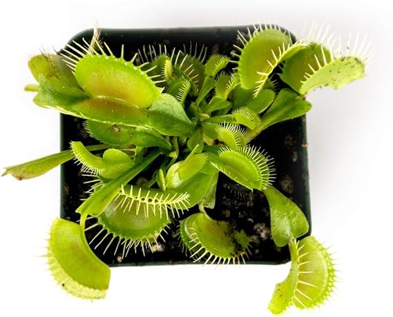 Sprig & Stone Carnivorous Plant Dionaea muscipula (Venus Fly Trap)