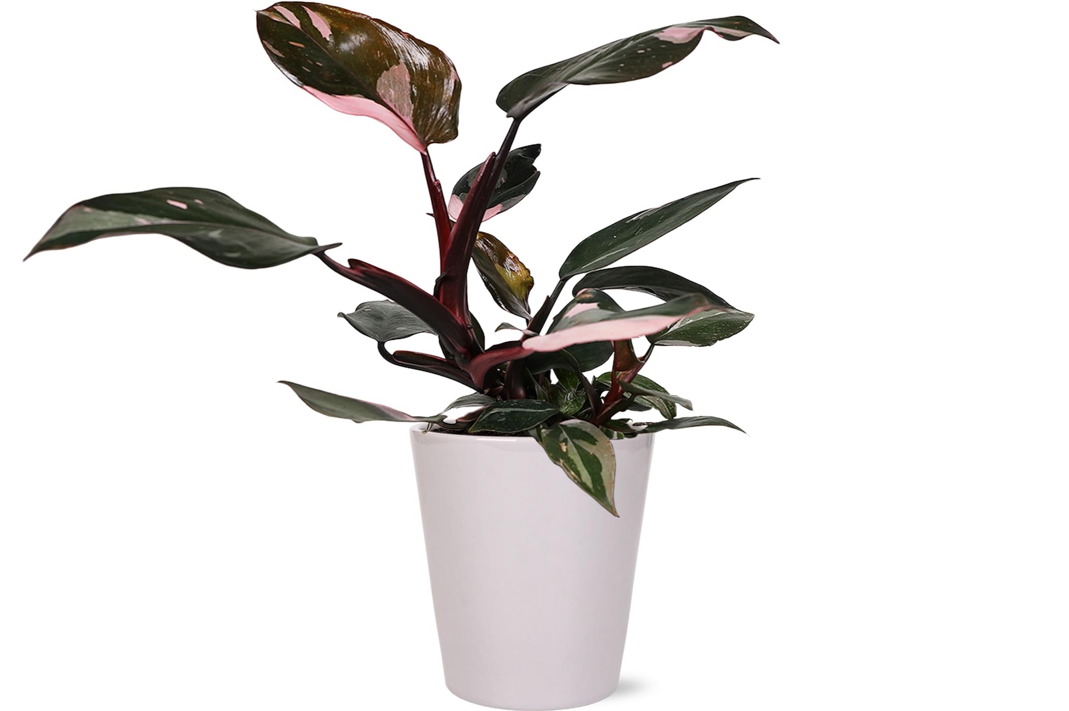 Green Circle Growers Live Pink Princess Philodendron in White Ceramic Pot – Vibrant Variegated Leaves, Perfect Indoor Houseplant, 5-Inch Decorative