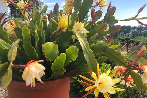 Miniatura 5 de Corte de cactus de orquídea Epiphyllum amarilla, 8 pulgadas a 10 pulgadas de largo, planta suculenta viva, sin raíz