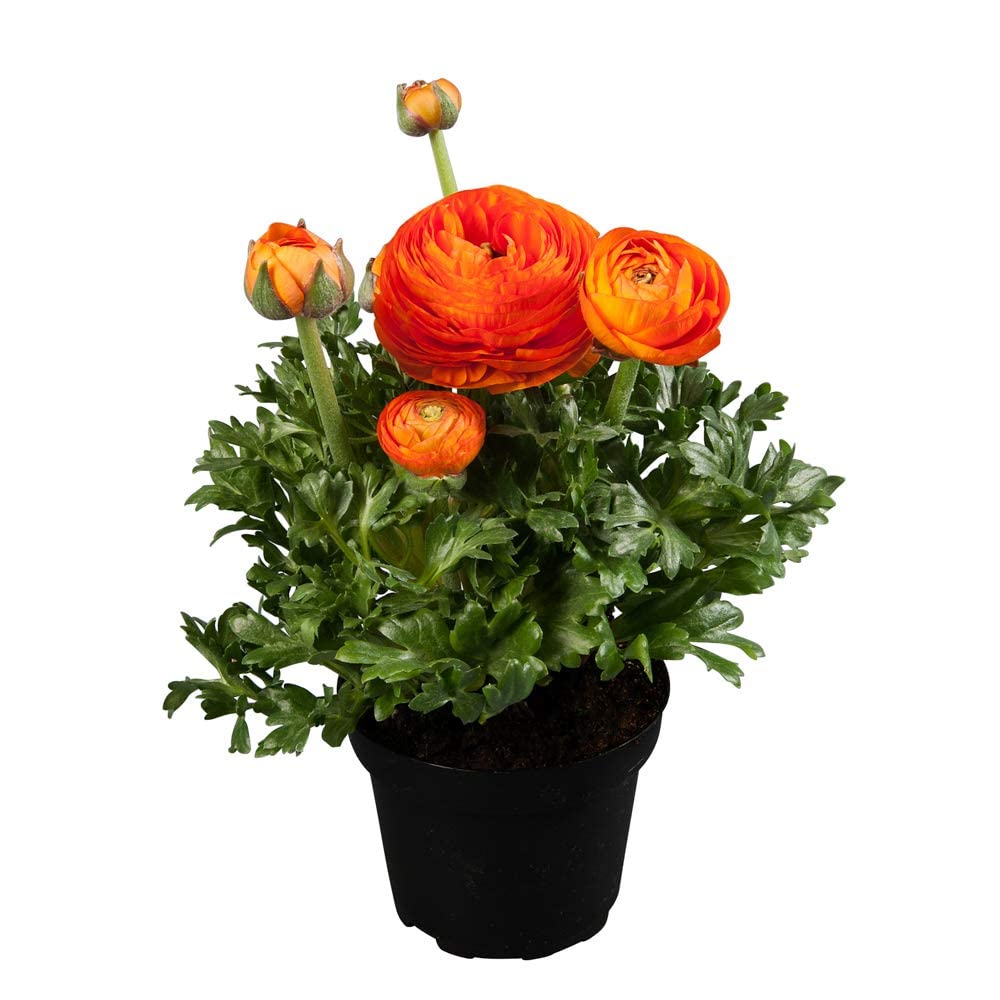 Ranunculus Flower Bulbs for Home Gardening & Planting (5 Bulbs) Orange By Zabbus (B0BK2XNV6Z) Amazon Price History, Amazon Price Tracker