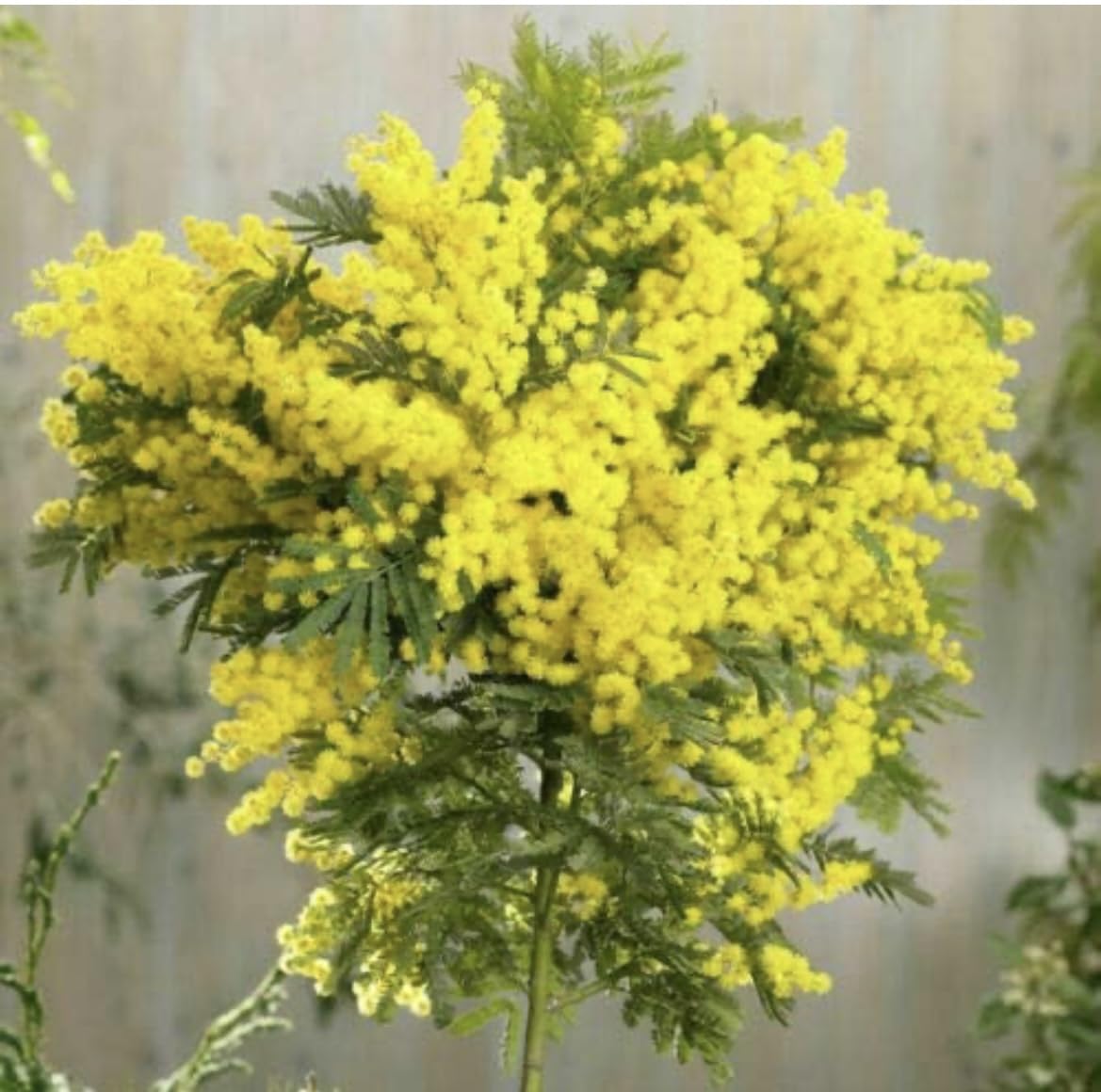 Mimosa en pot de 2L Acacia dealbata arbuste fleur jaune Terre di Romagna 60cm