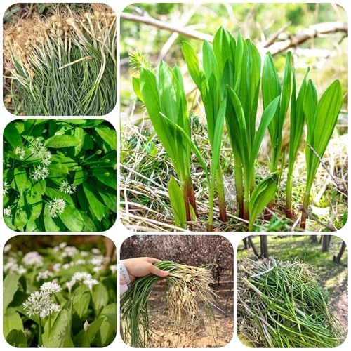 Plantación de ajo silvestre - semillas plantas exóticas resistentes semillas de ajo silvestre para cobertura del suelo semillas de hierbas plantas verdes plantas herbáceas balcón 80pcs