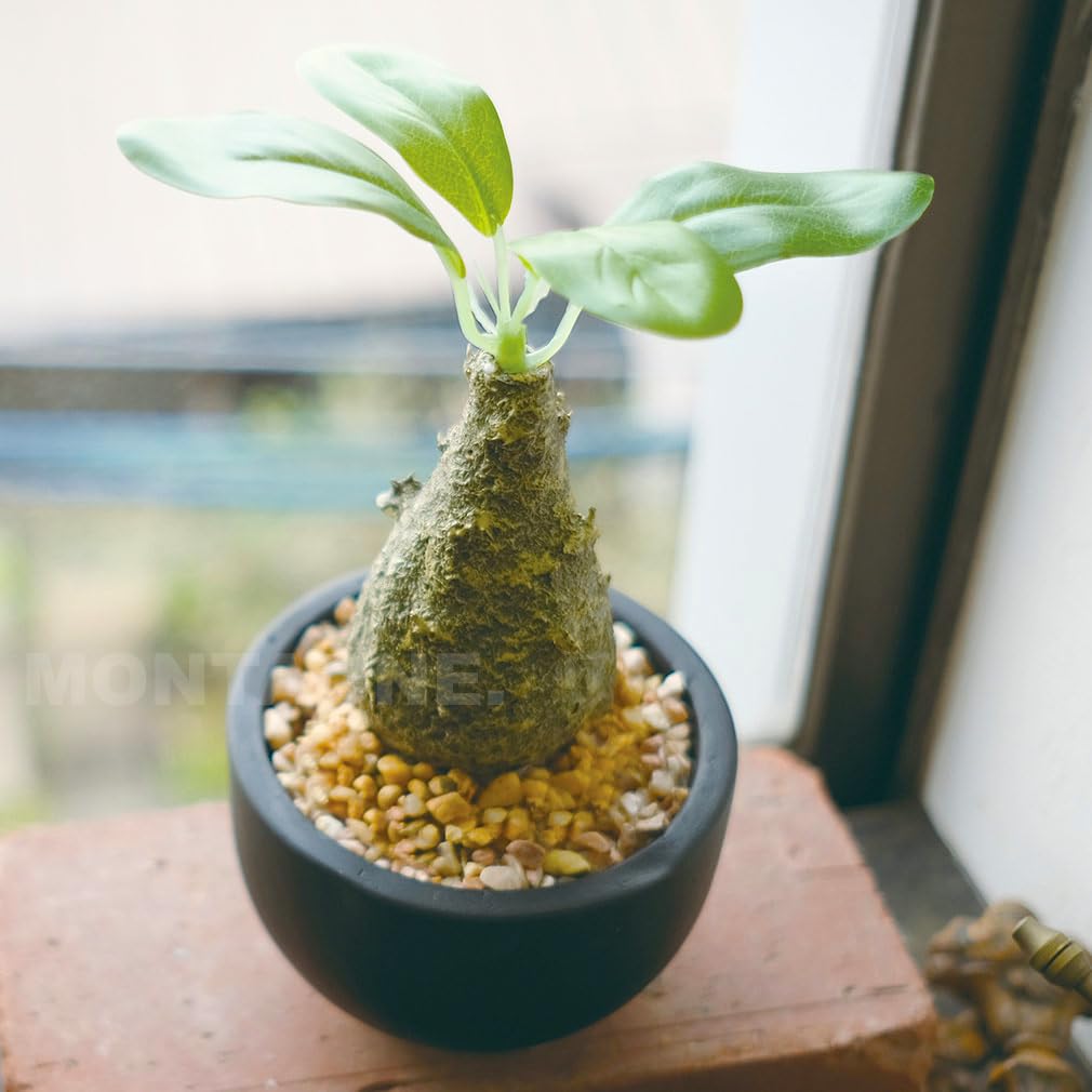 塊根植物・コーデックス S 塊根植物・コーデックス、まだ知らないの？育て方と初心者向け品種など