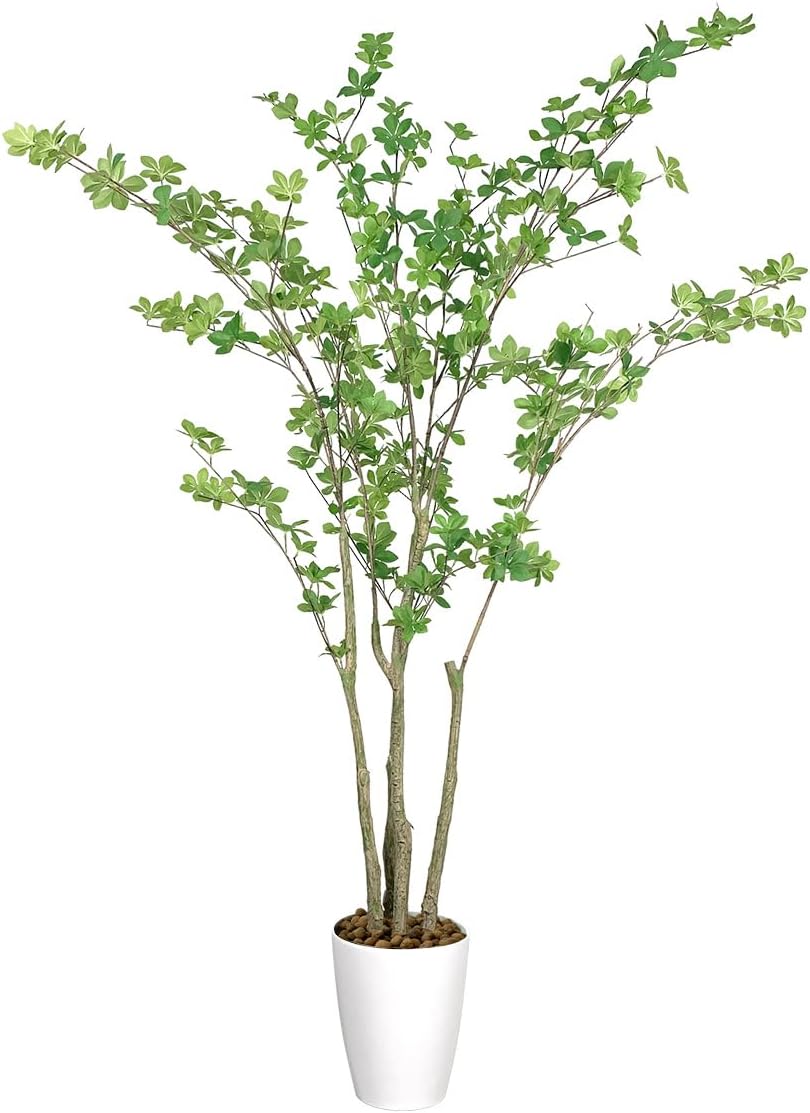 カラテア・トリオステアタ 中型観葉植物 観葉植物カラテア」の人気商品