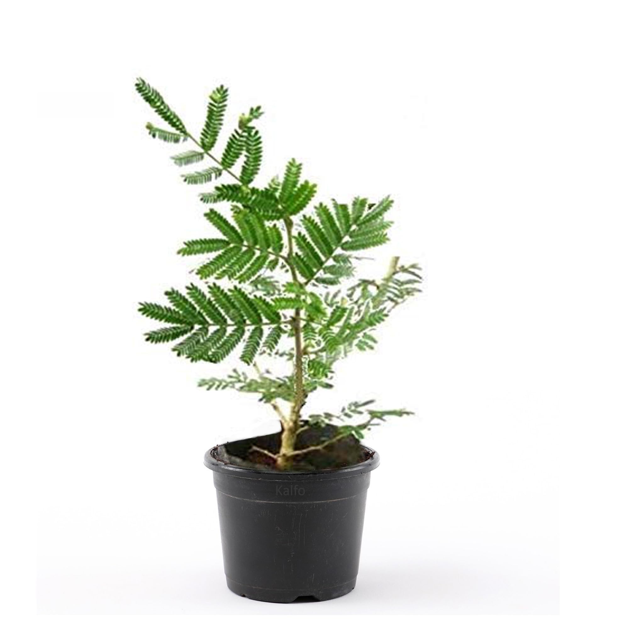 Kalfo Real Sami Medicinal Plant with Pot Sanidev Shami Pooja Plant Sami Plant for Home and Garden Prosopis Cineraria Plant Shami Plant with Plastic Pot-image-37