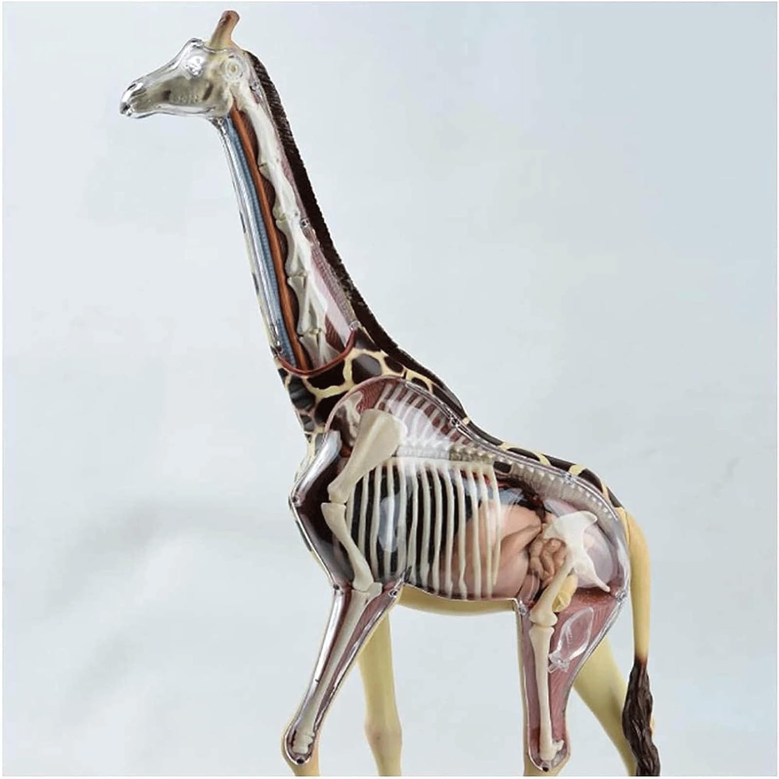 Modelo de órganos de Jirafa, Modelo anatómico, Modelo Animal de anatomía con 27 órganos extraíbles para demostración didáctica en Animales, formación Veterinaria en clínicas veterinarias, Modelo de a