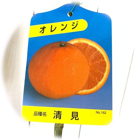 Amazon オレンジ 苗木 清見オレンジ 13 5cmポット苗 きよみオレンジ オレンジ 苗 果物 Amazon オレンジ 苗木 清見オレンジ 13 5cmポット苗 きよみオレンジ オレンジ 苗 果物