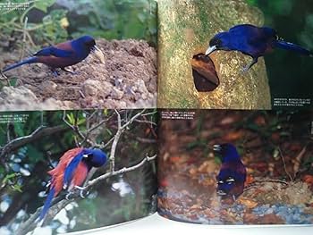 Amazon.co.jp: 絶版週刊日本の天然記念物14ルリカケス鹿児島県