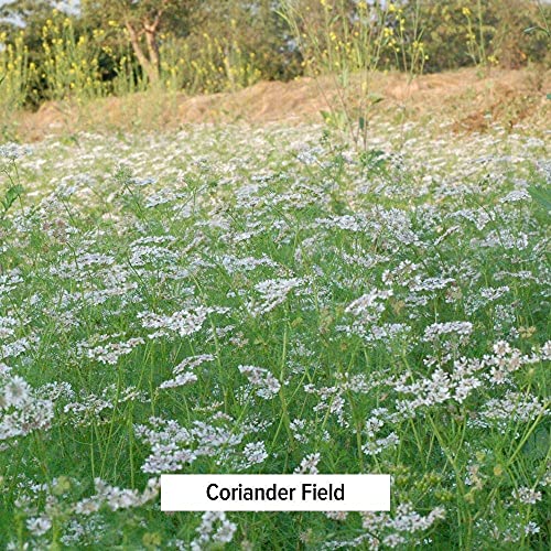 Banyan Botanicals Coriander Whole - Certified Organic, 1/2 Lb - Coriandrum Sativum - A Cooling Household Spice That Promotes Healthy Digestion #TOP2