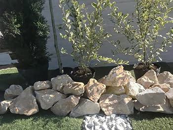 Amazon.co.jp: ロックガーデン 石 割栗石 大 庭石 ロックガーデン用石